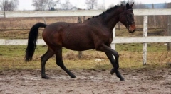 Трахенський кінь